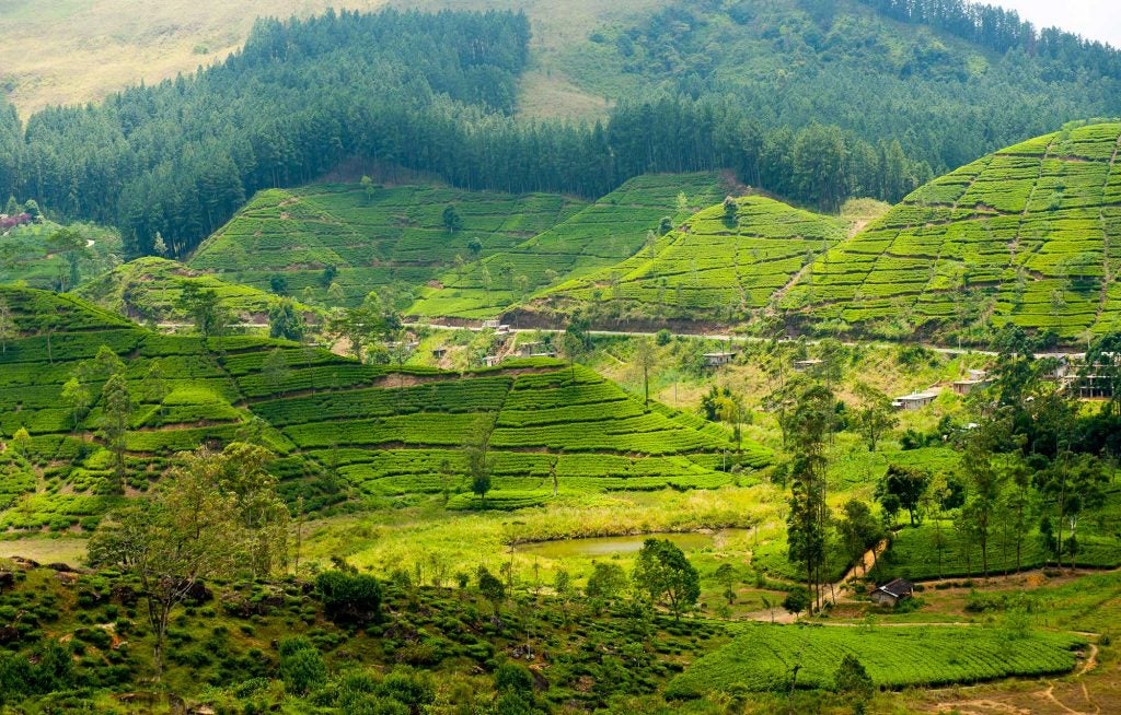 tea-plantation-sri-lanka