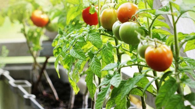 tomato-container-gardening