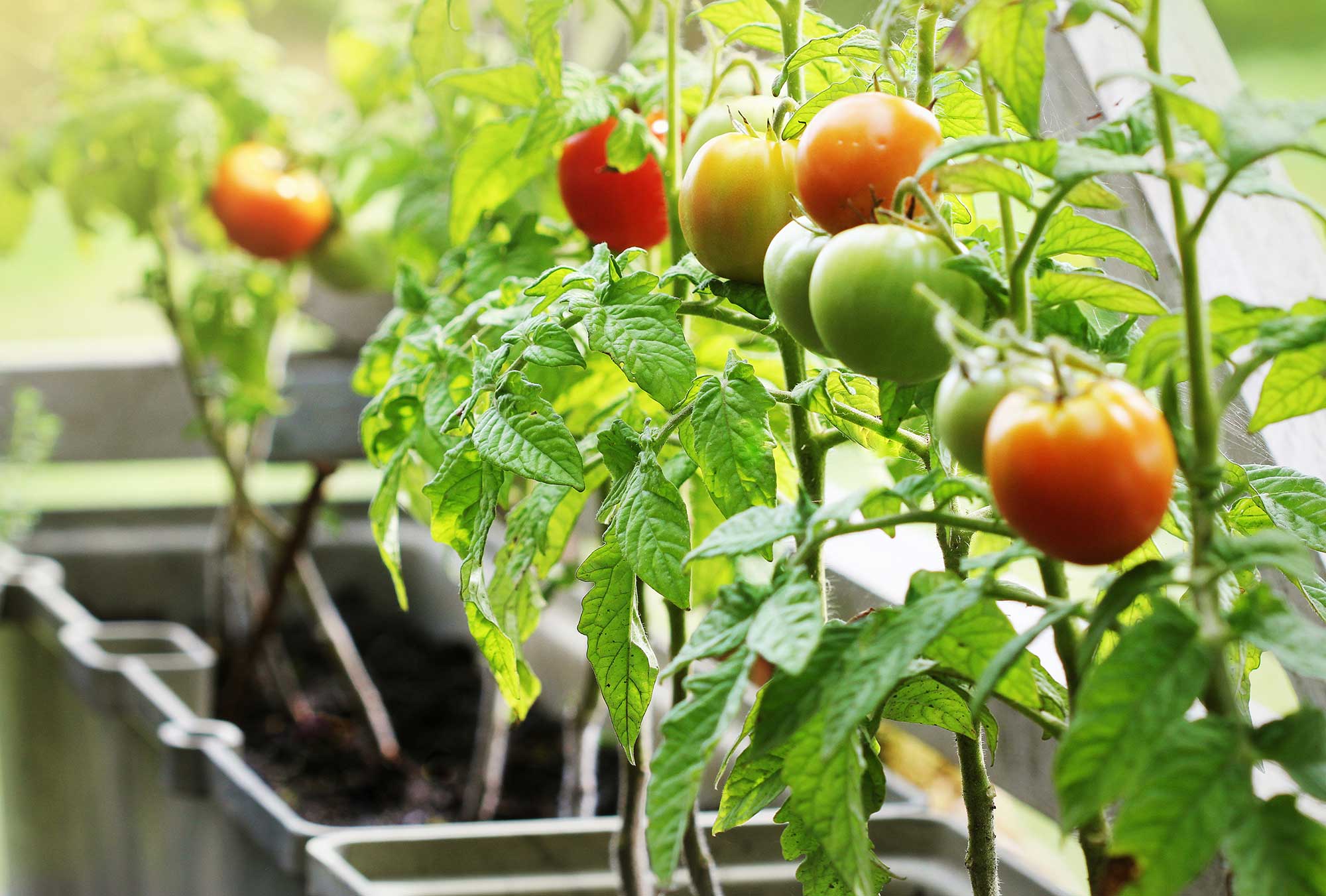 tomato-container-gardening