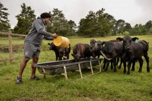 Avery Williamson Feeding Cows