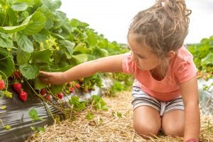 girl-picking-strawberries-farmette
