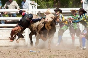 australian-rodeo-clowns-bullfighters