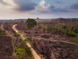 amazon-deforestation-livestock