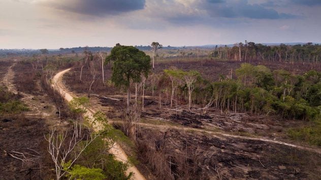 amazon-deforestation-livestock