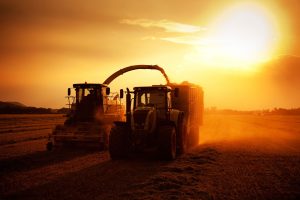 harvest-season-silhouette