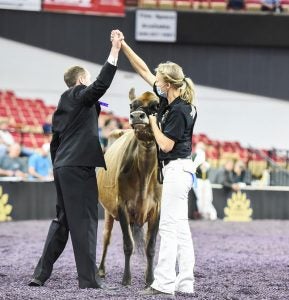 world-dairy-expo-dairy-judging-celebrate