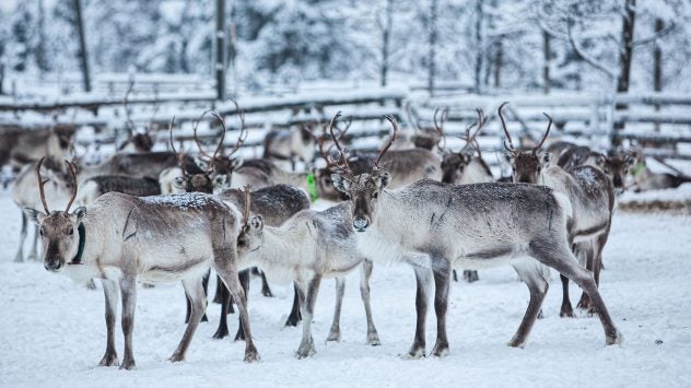 reindeer-farm-finland