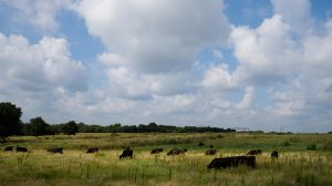 noble-research-steers-grazing-cover-crops