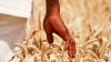 africa-agriculture-wheat