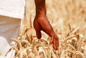 africa-agriculture-wheat