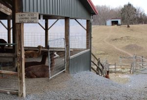 alpaca-farming