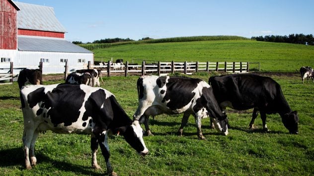 holstein-cows-cattle-milking