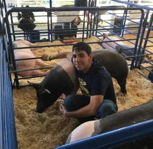 bg-saul-reyes-kingsfair-pig-2017