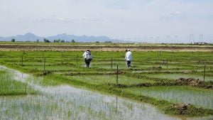 bg-saul-reyes-spraying-rice-2019