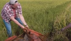 First episode of ‘Filthy Farm Jobs’ highlights rice farmers