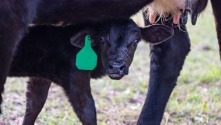 calving-season-angus