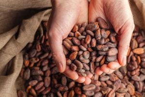 cocoa-beans-grown-harvested