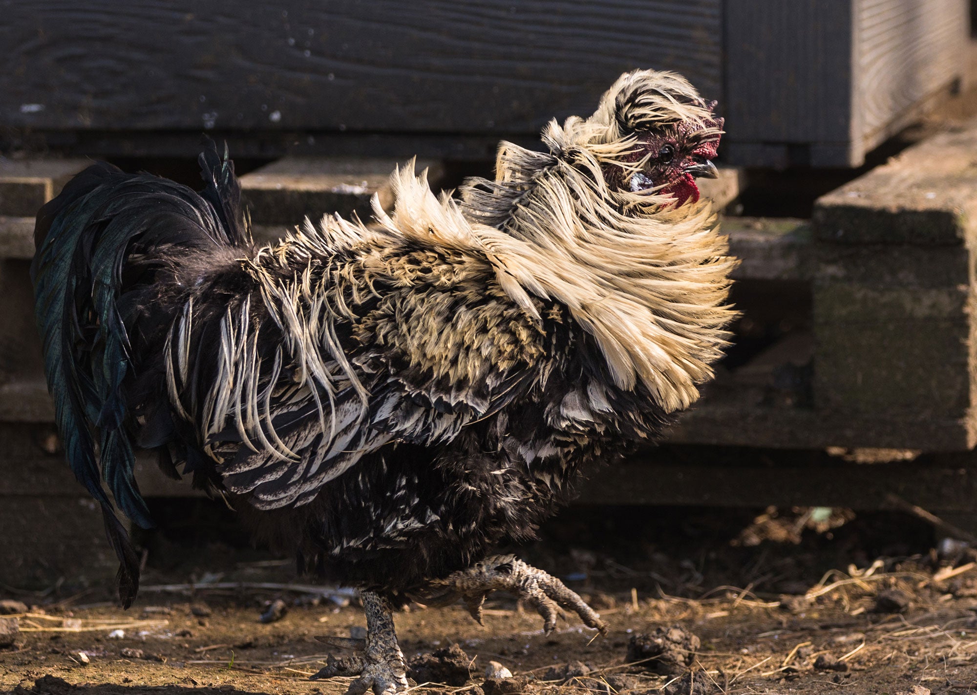 6 weird-looking chicken breeds: The ones that catch your eye | AGDAILY