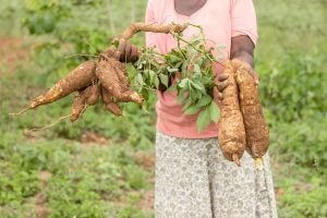 kenya-farmer-cassava harvest