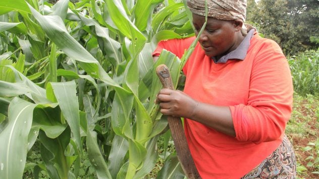 kenya-farmer-maize-armyworm-infestation