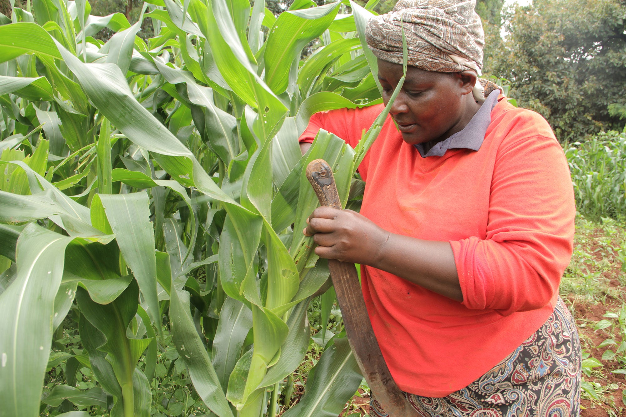 kenya-farmer-maize-armyworm-infestation