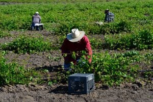 mexican-american-farm-labor-central-valley