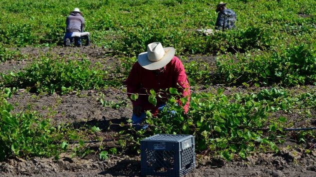 mexican-american-farm-labor-central-valley
