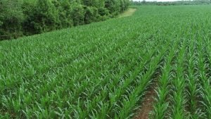 ncsu-corn-field-trials-wp