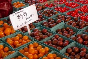 maryland-locally-grown-tomatoes