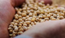 The different growth stages and multiple uses of soybeans