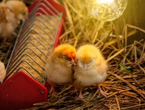 baby-chicks-grow-light