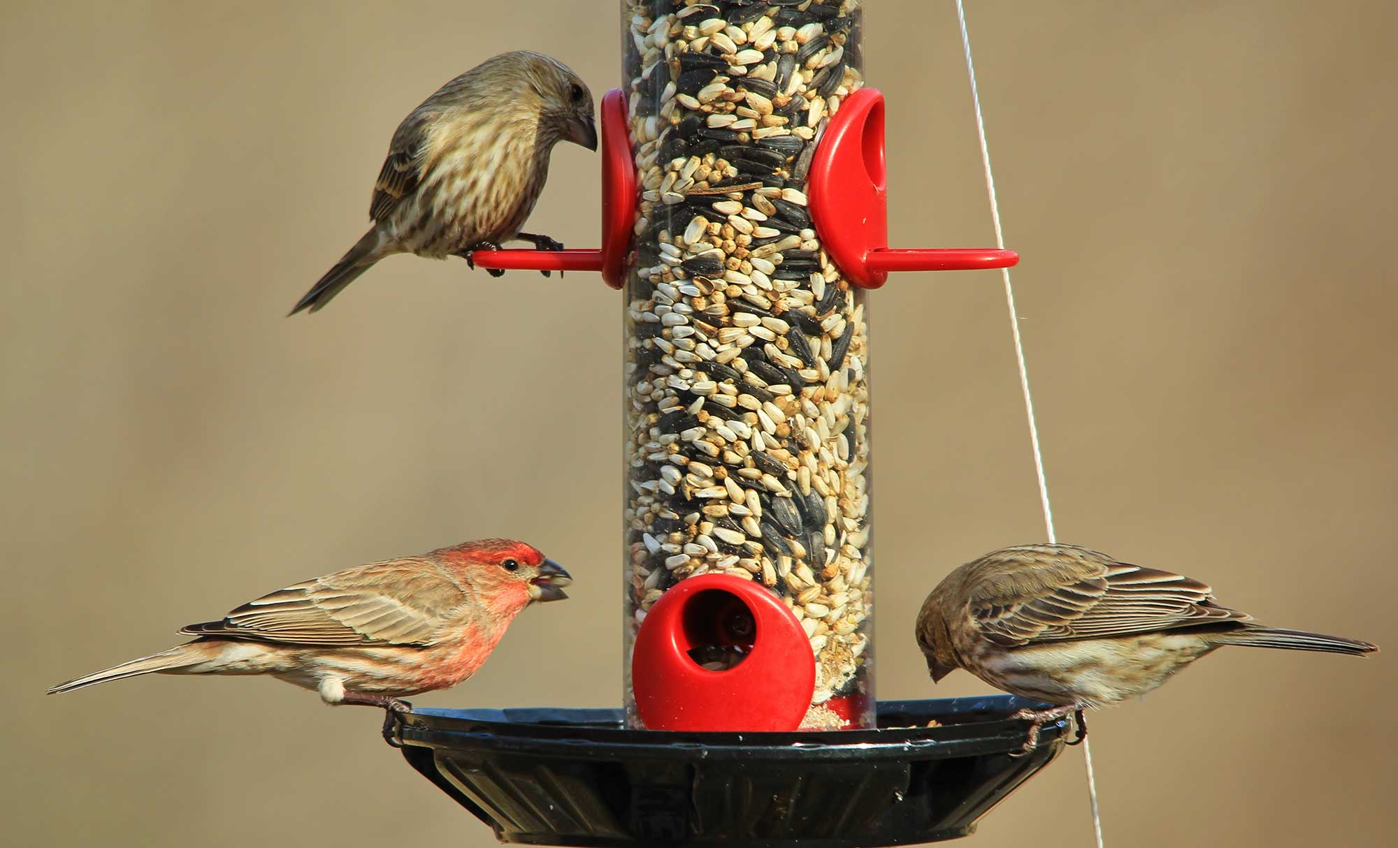 bird feeders