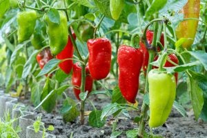 hot-pepper-plant-VitaliiM