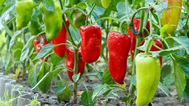 hot-pepper-plant-VitaliiM