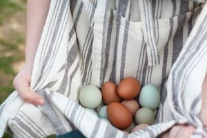 multi-colored-chicken-eggs