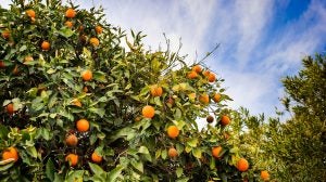 organic-citrus-orchard-KarenGrigoryan