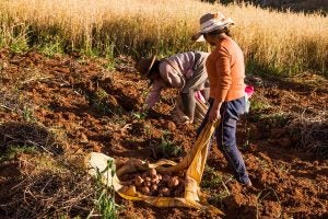 peruvian-farmers-potatoes