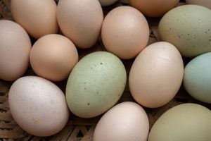 chicken-egg-variety