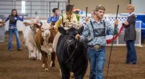 how-to-judge-beef-cattle-livestock-show