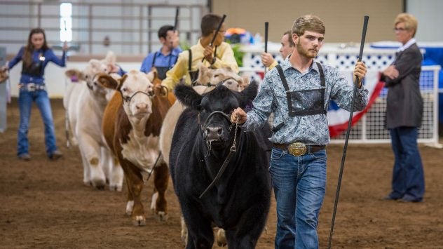how-to-judge-beef-cattle-livestock-show