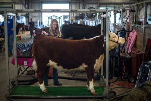 how-to-judge-beef-cattle-livestock-show