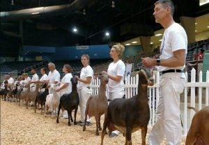 judging-dairy-goat-breeds
