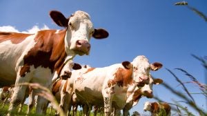 montbeliarde-dairy-cows-Oligo22
