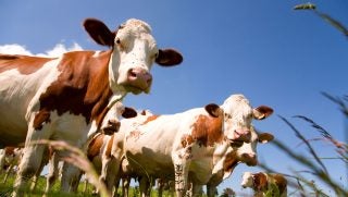 montbeliarde-dairy-cows-Oligo22