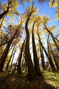 ryan-brown-rancher-conservation