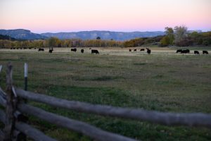 ryan-brown-rancher-conservation