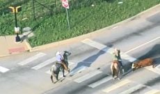 Cowboys ride into action when cow gets loose in Oklahoma City