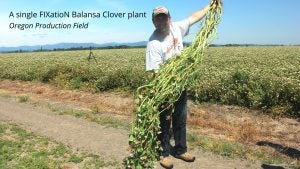 fixation-balansa-clover-production