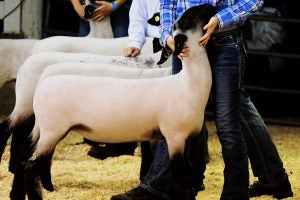 how-to-judge-sheep-market-lamb