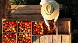 immigrant-labor-farm-tomatoes
